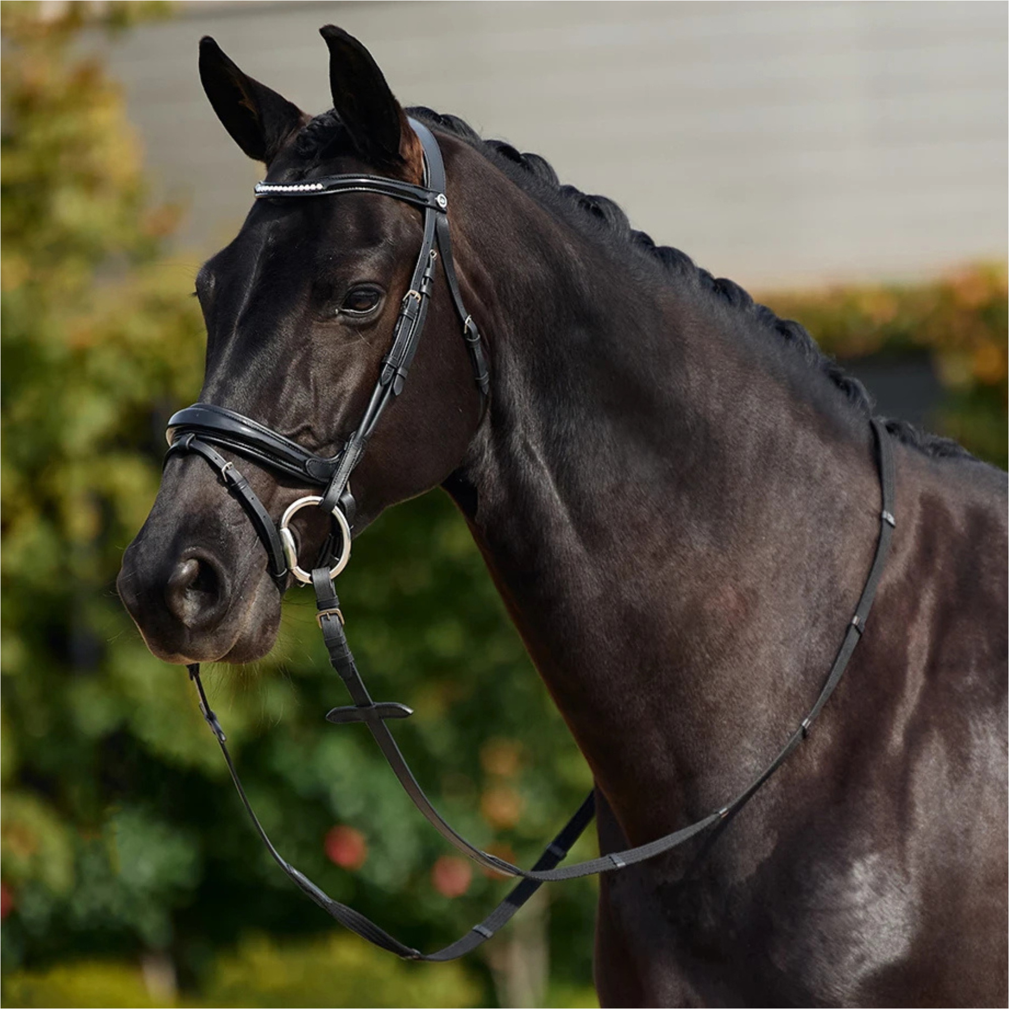 2026 Dublin Padded Mono Crown Patent Flash Bridle 1031501 - Black